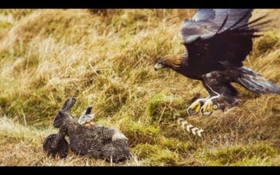 Powerful Eagle Hunts Robot Hare | Super Powered Eagles | BBC Earth
