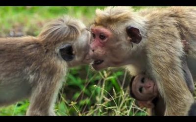 The 24/7 Wild Collection | Top 5 | BBC Earth