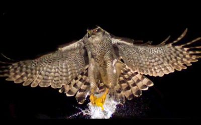 Hawk Attacks Balloon in Super Slow Motion  | BBC Earth