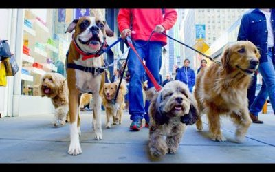 How Do Dogs Make Friends? | Pets: Wild At Heart | BBC Earth