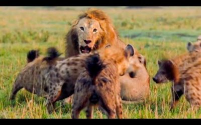 Best Lion Moments: Part 1 | Top 5 | BBC Earth