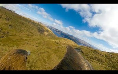 See the World From an Eagle Eye’s View | Super-powered Eagles | BBC Earth