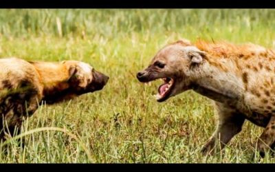 Top 5 Best Animal Mothers | BBC Earth