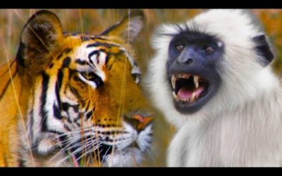 Monkeys Sound Alarm of Nearby Tiger | Life | BBC Earth