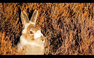 Sophisticated Mountain Hares and Playful Otters! | The Science Of Cute | BBC Earth