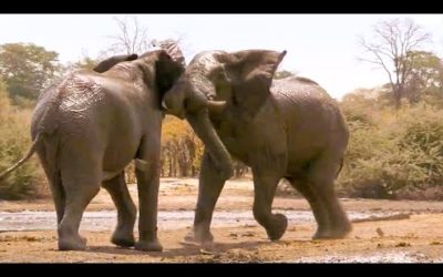 Top 5 Most Tense Elephant Moments | BBC Earth