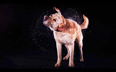 Wet Animals Shake In Slow Motion | BBC Earth