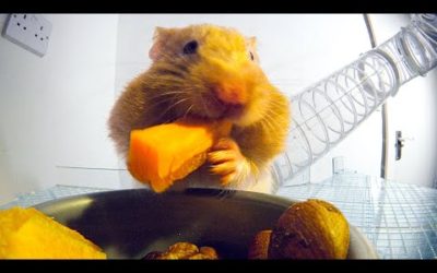 How Much Food Can Fit In A Hamster’s Cheeks? | Pets: Wild At Heart | BBC Earth