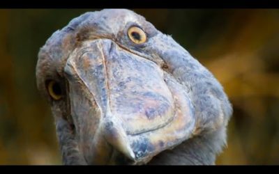 Top 5 David Attenborough Moments | BBC Earth