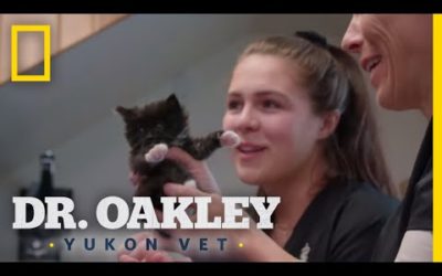 Kittens Galore | Dr. Oakley, Yukon Vet