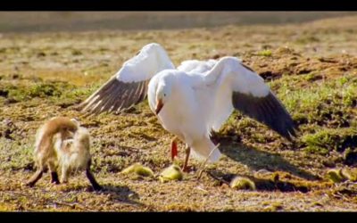 The Planet Earth Collection: Part 2 | BBC Earth