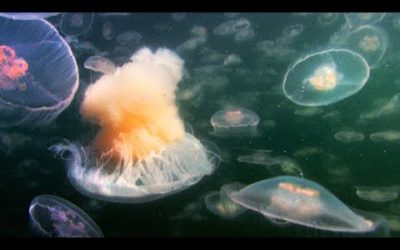 Fried Egg Jellyfish Hunts in a Swarm of Aurelia | Life | BBC Earth