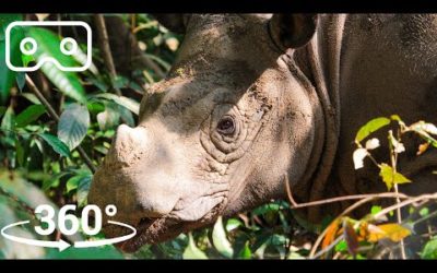Up Close With The World’s SMALLEST Rhino | VR 360 | Seven Worlds, One Planet