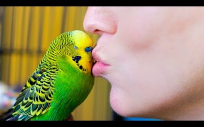 Budgie Talks To Owner To Stop Feeling Lonely | Pets: Wild At Heart | BBC Earth