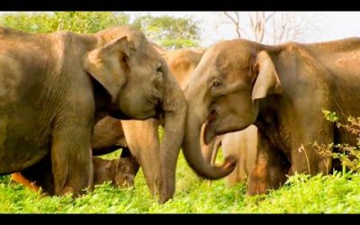 Best Of Elephants – Part 2 | BBC Earth
