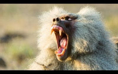 Hamadryas Baboons Clash Over Territory | Life | BBC Earth