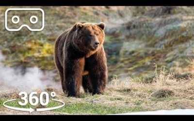 Bears Brave Boiling Pools To Feed | VR 360 | Seven Worlds, One Planet