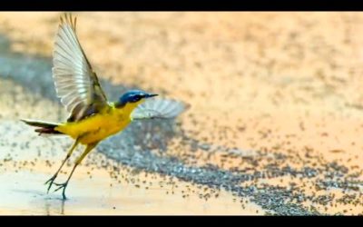 Top 5 Animals In Extreme Climates | BBC Earth