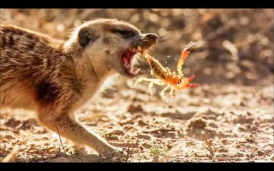 BBC Earth 50 Top Natural History Moments | 50-41