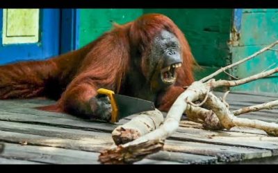 BBC Earth 50 Top Natural History Moments | 40-31