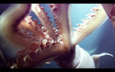 2 Metre Long Humboldt Squid Hunt In Packs | Life | BBC Earth