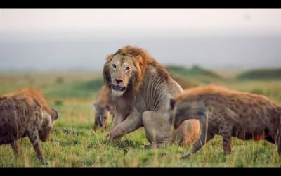 10 TOP Natural History Moments | BBC Earth