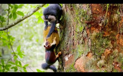 Macaques SLAP Squirrels And Steal Their Food | Primates | BBC Earth