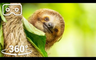 Hang Out In The Canopy With A Three-Toed Sloth | VR 360 | Seven Worlds, One Planet
