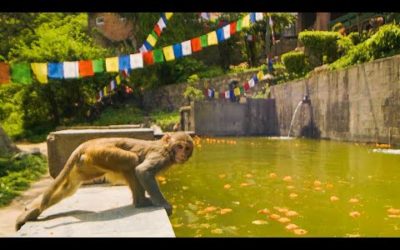 Monkeys DIVE Into Pool For Fun | Primates | BBC Earth