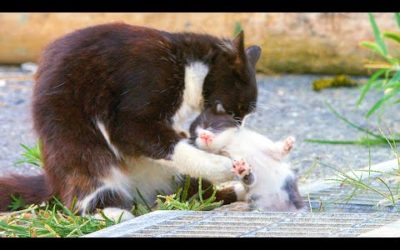 10 Day Old Kitten Falls In A Gutter! | Pets: Wild At Heart | BBC Earth
