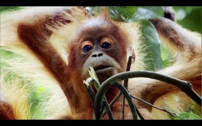Mother Orangutan Teaches Daughter How to Survive in the Rainforest | Life | BBC Earth