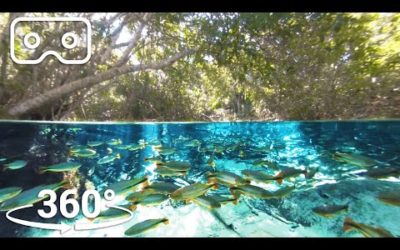 Predators Swim In The Super-Clear Waters Of South Brazil | VR 360 | Seven Words, One Planet
