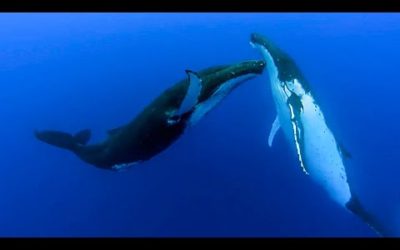 Nature’s Best Dancers | Top 5 | BBC Earth