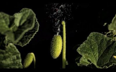 Cucumbers Explode In Slow Motion! | BBC Earth