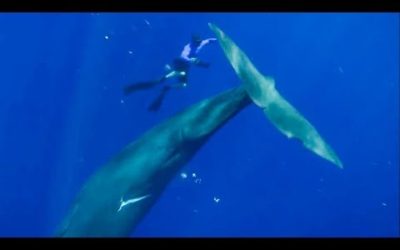 The Best Whale Moments Captured on Film | Top 5 | BBC Earth