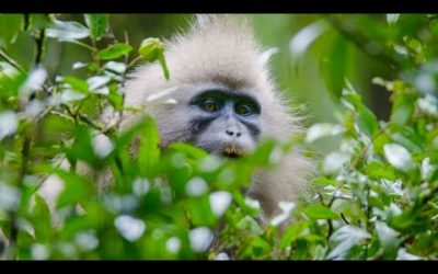 The First Person To See ALL 79 Major Groups Of Primates In The Wild | Primates | BBC Earth
