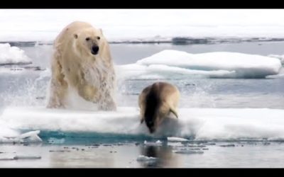 Best Scenes From The Hunt – Part 1 | Top 5 | BBC Earth