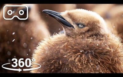 The Fluffiest Chicks Of Antarctica | VR 360 | Seven Worlds, One Planet