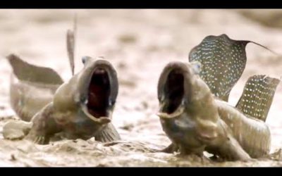 Top 5 Animal Adaptations | BBC Earth