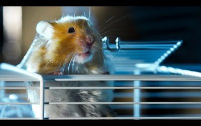 Hamster Escapes Cage To Go Exploring! | Pets: Wild At Heart | BBC Earth