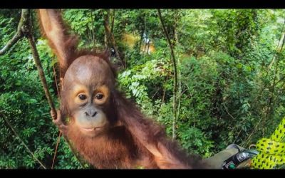 CUTE Orphan Orangutans Learn How To Climb | Primates | BBC Earth