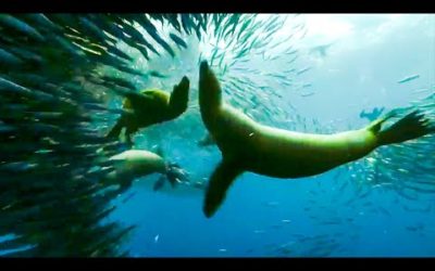 Best Scenes From The Hunt – Part 2 | Top 5 | BBC Earth