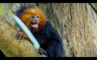 Parenthood Is Tough For A Squirrel-Sized Monkey! | Primates | BBC Earth