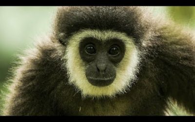 The Heroes Saving Our Closest Cousins From Extinction | Primates | BBC Earth