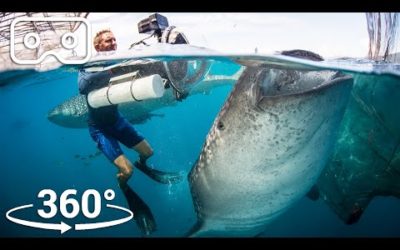 Swim With The Biggest Fish In The Ocean | VR 360 | Seven Worlds, One Planet