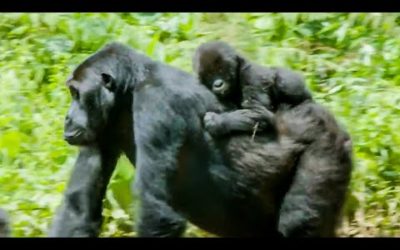 Top 5 Times Nature Won | BBC Earth