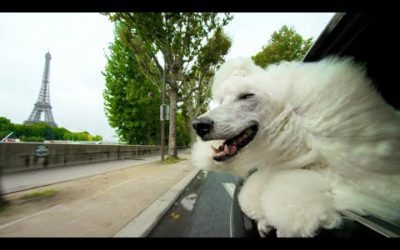 Why Dogs Stick Their Heads Out Of Car Windows | Pets: Wild At Heart | BBC Earth