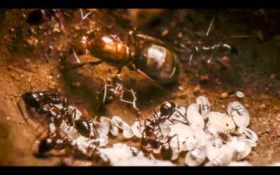 Best Of Ants | BBC Earth