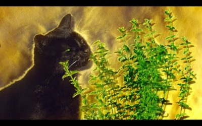 What Happens When Cats Have Catnip? | Pets: Wild At Heart | BBC Earth