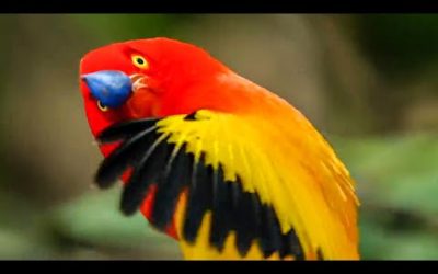 The Life Story Collection – Part 1 | BBC Earth